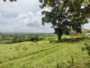 Finca Ganadera en venta de 106 HAS en Arosemena - La Chorrera (DR)
