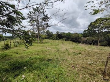 Finca Ganadera en venta de 106 HAS en Arosemena - La Chorrera (DR)