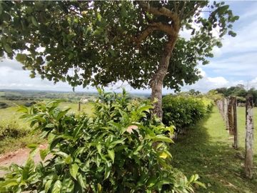 Finca Ganadera en venta de 106 HAS en Arosemena - La Chorrera (DR)