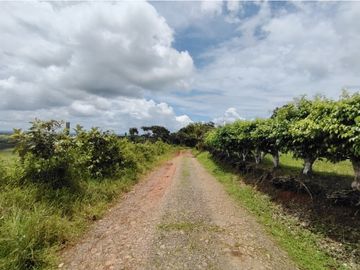 Finca Ganadera en venta de 106 HAS en Arosemena - La Chorrera (DR)