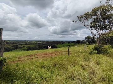 Finca Ganadera en venta de 106 HAS en Arosemena - La Chorrera (DR)