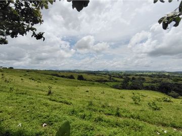 Finca Ganadera en venta de 106 HAS en Arosemena - La Chorrera (DR)
