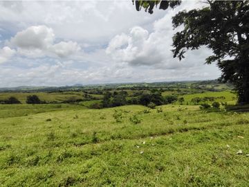 Finca Ganadera en venta de 106 HAS en Arosemena - La Chorrera (DR)