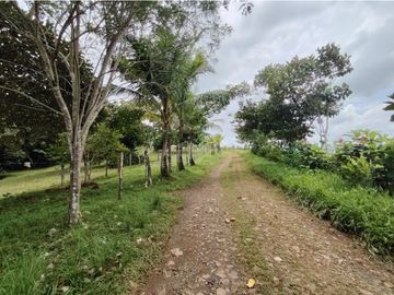 Finca Ganadera en venta de 106 HAS en Arosemena - La Chorrera (DR)