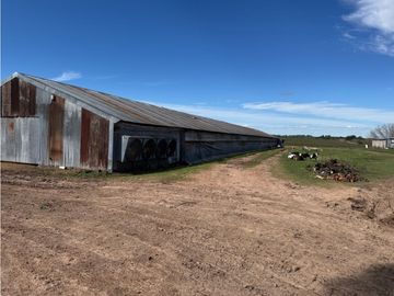 Vendo Granja Avicola en Concepción Del Uruguay, Entre Ríos.