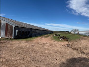 Vendo Granja Avicola en Concepción Del Uruguay, Entre Ríos.