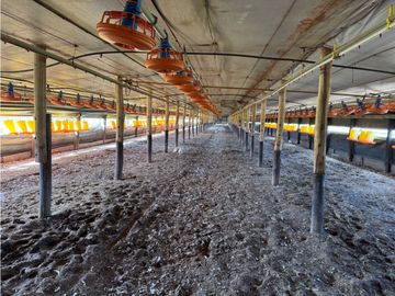 Vendo Granja Avicola en Concepción Del Uruguay, Entre Ríos.