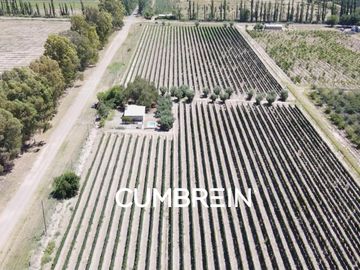 Excepcional Viñedo de 50 Ha. en Salto de las Rosas