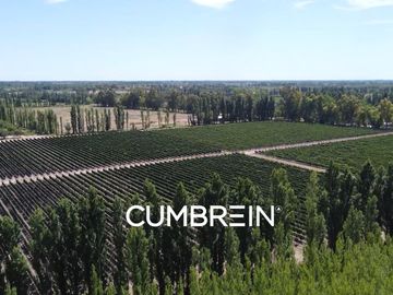 Excepcional Viñedo de 50 Ha. en Salto de las Rosas