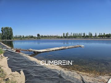 Excepcional Viñedo de 50 Ha. en Salto de las Rosas