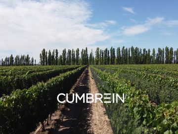 Excepcional Viñedo de 50 Ha. en Salto de las Rosas