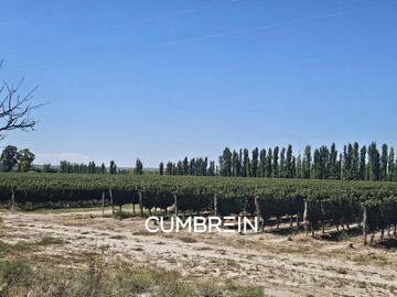 Excepcional Viñedo de 50 Ha. en Salto de las Rosas