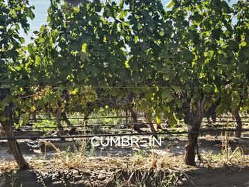 Excepcional Viñedo de 50 Ha. en Salto de las Rosas