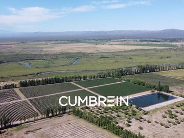 Excepcional Viñedo de 50 Ha. en Salto de las Rosas