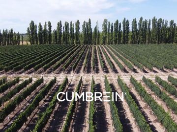 Excepcional Viñedo de 50 Ha. en Salto de las Rosas