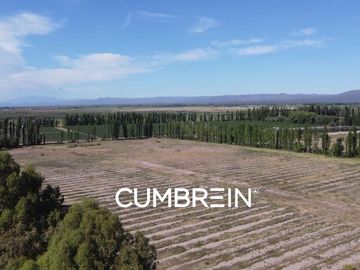 Excepcional Viñedo de 50 Ha. en Salto de las Rosas