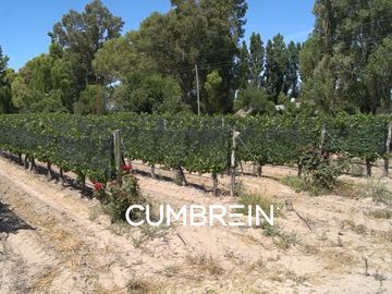 Excepcional Viñedo de 50 Ha. en Salto de las Rosas