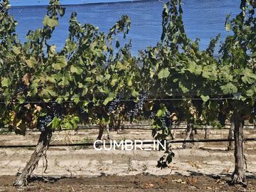 Excepcional Viñedo de 50 Ha. en Salto de las Rosas