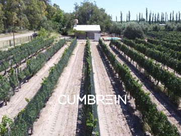 Excepcional Viñedo de 50 Ha. en Salto de las Rosas
