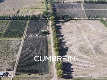 Excepcional Viñedo de 50 Ha. en Salto de las Rosas