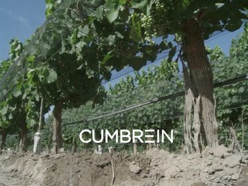 Excepcional Viñedo de 50 Ha. en Salto de las Rosas