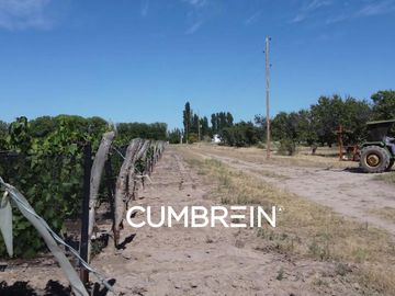 Excepcional Viñedo de 50 Ha. en Salto de las Rosas