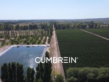 Excepcional Viñedo de 50 Ha. en Salto de las Rosas