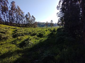 PARCELA 1 HA EN SANTO DOMINGO, EL CONVENTO