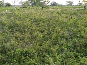 Rancho en venta Km 25 Escarcega-Villahermosa