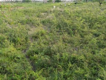 Rancho en venta Km 25 Escarcega-Villahermosa