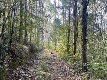 Sitio en Venta en Cerca de Carahue, ruta T-210