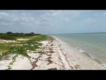 Vendo terreno frente mar en celestun( Yucatán)