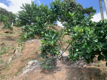 FINCA CON EXCELENTE VISTA EN COCORNA, SECTOR EL SOCORRO.