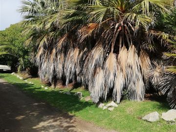 Parcela en Venta en los flamencos Lt 32 el esfuerzo campomar II