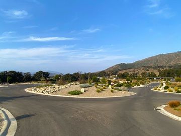 MAITENCILLO