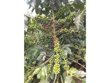 FINCA TECNIFICADA EN ALTAGRACIA