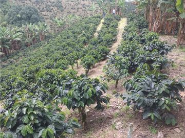 FINCA TECNIFICADA EN ALTAGRACIA