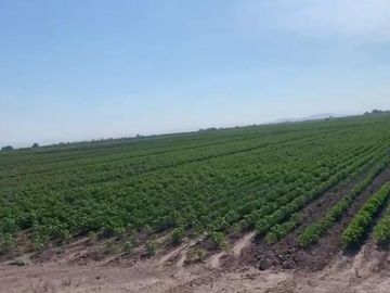 TERRENO EN VENTA EN EJIDO VEGA LARGA EN SAN PEDRO, COAHUILA