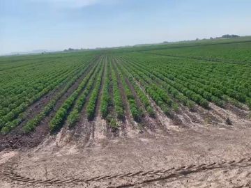 TERRENO EN VENTA EN EJIDO VEGA LARGA EN SAN PEDRO, COAHUILA