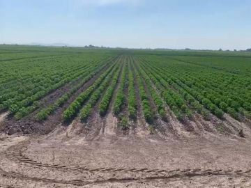 TERRENO EN VENTA EN EJIDO VEGA LARGA EN SAN PEDRO, COAHUILA