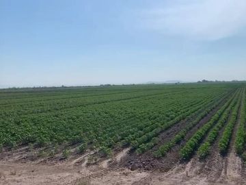TERRENO EN VENTA EN EJIDO VEGA LARGA EN SAN PEDRO, COAHUILA