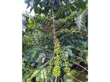 Finca cafetera tecnificada en Altagracia-Pereira