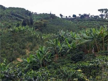 Finca cafetera tecnificada en Altagracia-Pereira