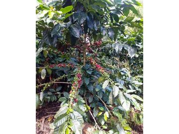 Finca cafetera tecnificada en Altagracia-Pereira