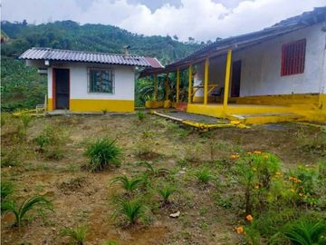 Finca cafetera tecnificada en Altagracia-Pereira