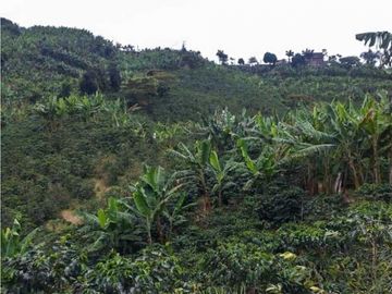 Finca cafetera tecnificada en Altagracia-Pereira