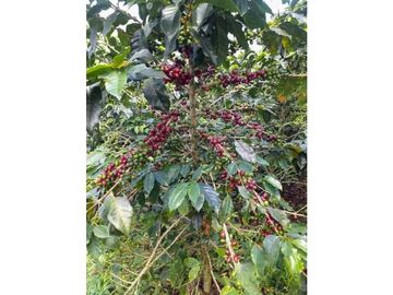 Finca cafetera tecnificada en Altagracia-Pereira