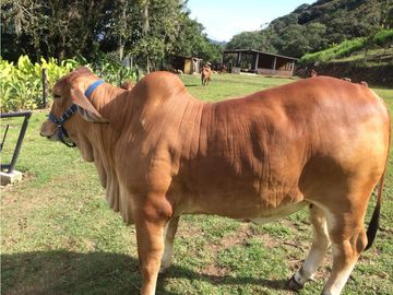 Finca independiente en venta Copacabana