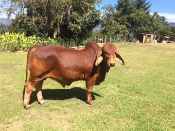 Finca independiente en venta Copacabana