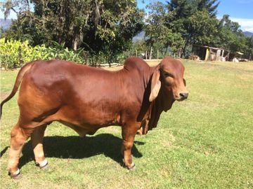 Finca independiente en venta Copacabana